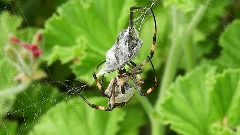 View of spiders in the garden Video stock 236648682