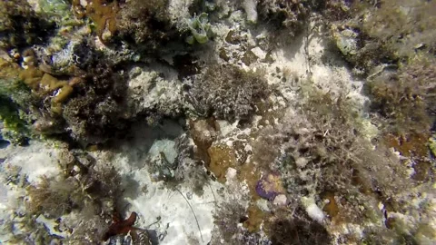 A view of the sponges, plants and corals on the sea floor 動画素材 338140923
