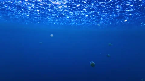 View of a spotted jellyfish, Philippines. Video stock 341454095