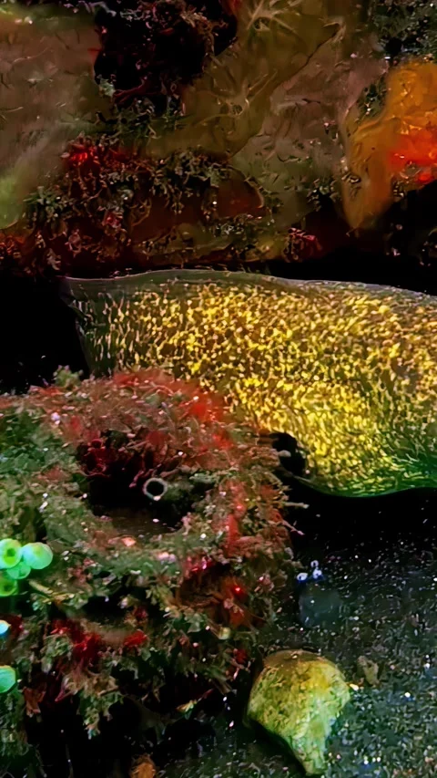 View of a spotted moray eel in a coral reef in Indonesia. Stock Footage 339898519
