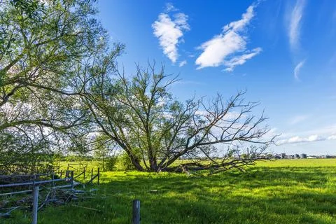 View of sprawling tree with fallen branches in green meadow with blue sky Stock Photos