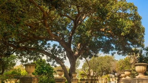 View Of Spreading Branches Ficus Macrophylla Tree Stone Urns Balustrade Blu.. Stock Photos