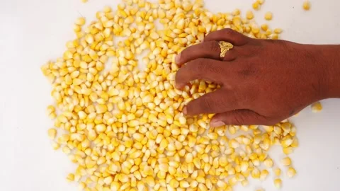 View of spreading corn seeds on white background Stockbeeldmateriaal 148218193