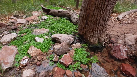 View of spring at the base of a tree in Zion canyon Stock-Footage 329148691