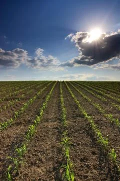 View of the spring corn field Stock Photos