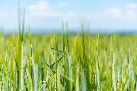 A view of a spring field full of green barley Stock Photos