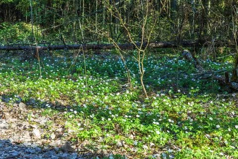View of spring forest floor covered white wood anemones background green trees. Stock Photos