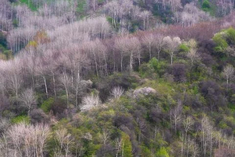 View of a spring forest on mountain slopes with blooming wild fruit trees and Stock Photos