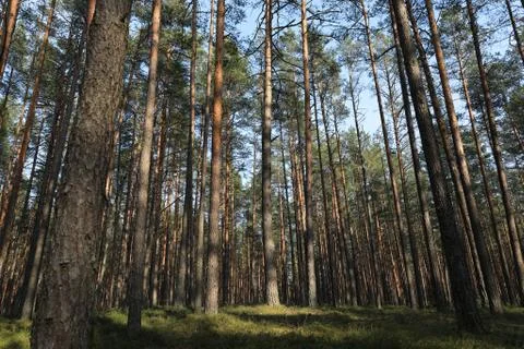 View of a spring forest Stock Photos