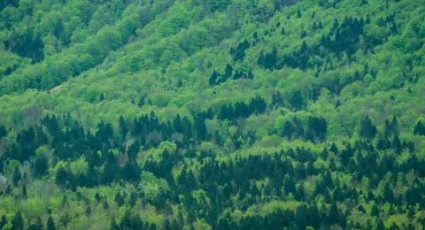 View on spring forest valley Stock Photos