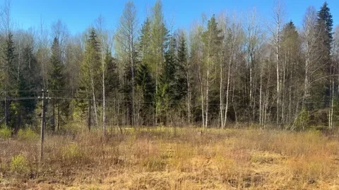 View of the spring forest from the window of a moving train. 스톡 동영상 335726542