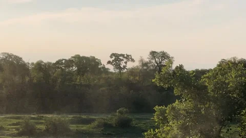  view of the spring green savannah at sunset Stock-Footage 325451367