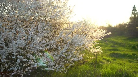 The view of spring nature, a tree furrowed with buds and flowers on a green Stock Footage 157748243