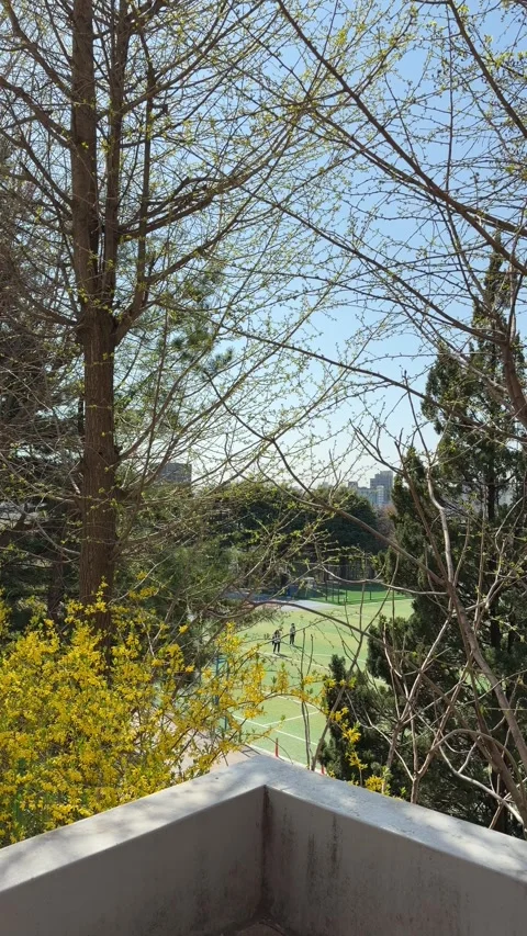View of Spring Park Field Through Budding Trees and Yellow Forsythia Stock Footage 333958886