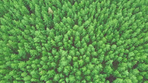 View of the spring pine forest from above. Stock Footage 154027288