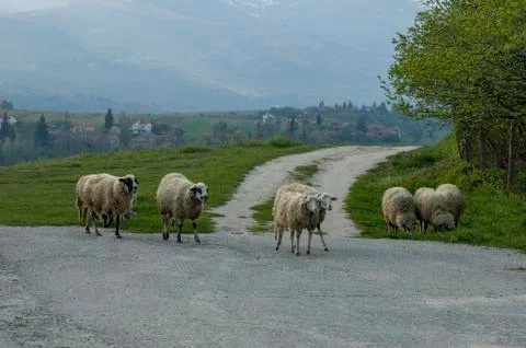 View of springtime field, road and  group white sheep close up Stock Photos