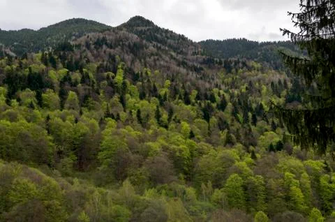 View of springtime fresh forest Stock Photos