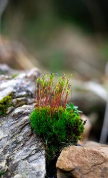 View of sprouted moss on a small stone in spring, macro shot of sprouted moss Stock Photos