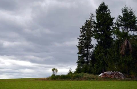 View of the spruce forest with cloudy sky and a pile of wood Фото
