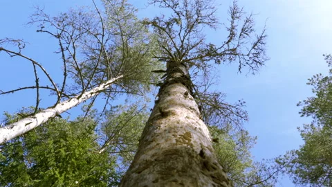 View of the spruce tree on the forest on a sunny day Видео 138581803