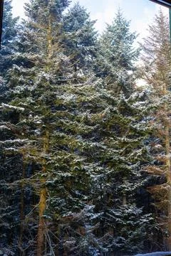 View of the spruce trees in the snow. view of the spruce trees from the window Foto stock
