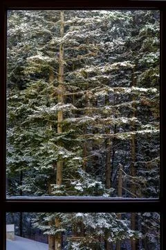 View of the spruce trees in the snow. view of the spruce trees from the window Stock Photos
