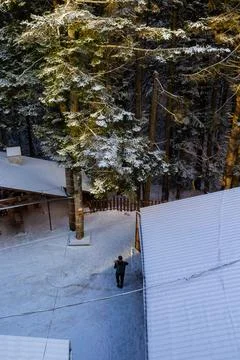 View of the spruce trees in the snow. view of the spruce trees from the window Stock Photos