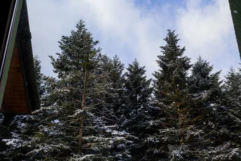 View of the spruce trees in the snow. view of the spruce trees from the window Stock Photos