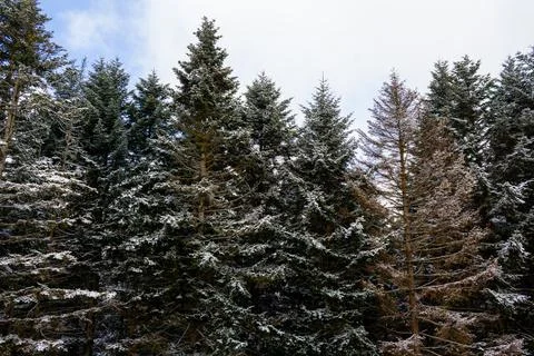 View of the spruce trees in the snow. view of the spruce trees from the window Foto stock