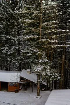View of the spruce trees in the snow. view of the spruce trees from the window Foto stock