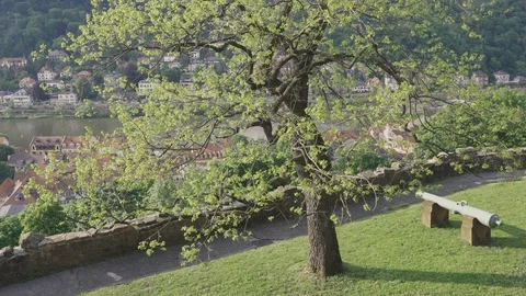 View of squirrel playing in one of the Heidelberg Castle gardens Video stock 126786097