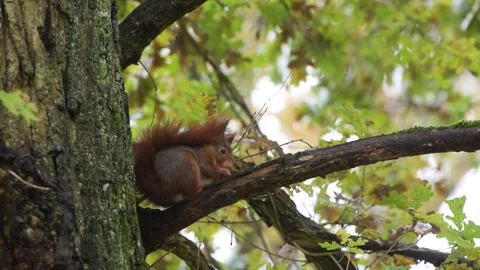 View on a squirrel in a tree in forest Stock Footage 308361025