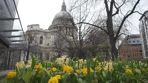 A view of St. Paul’s Cathedral with yellow flowers in the foreground. Stock Footage 105371765