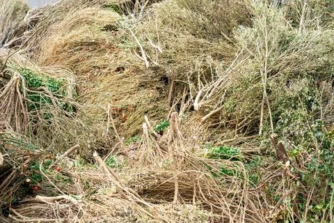 View of a stack of dry cut branches of trees and bushes in spring Stock Photos