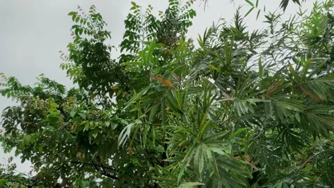 View of star fruit leaves when it rains Stock Footage 254949200