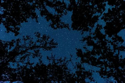 View of the starry sky in the forest Stock Photos