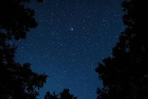 View of the starry sky in the forest Stock Photos