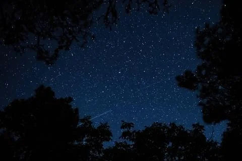 View of the starry sky in the forest Stock Photos