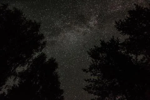 View of the stars through the tree branches on a summer night Stock Photos