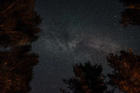 View of the stars through the tree branches on a summer night Stock Photos