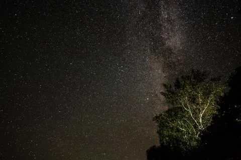 View of the stars through the tree branches on a summer night Stock Photos