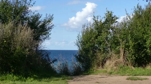 View from the steep coast to the baltic sea - bushes and grass in the foreground Stock Footage 139141294