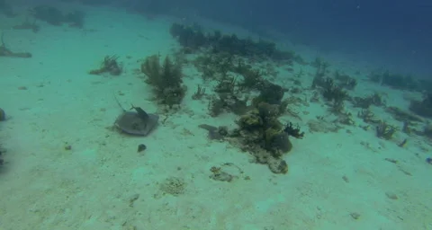 A view of a stingray from above Stock Footage 42857167