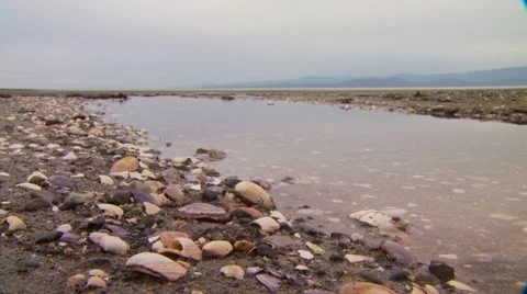 View of stone and shell near seashore, Canada Stock Footage 60690942