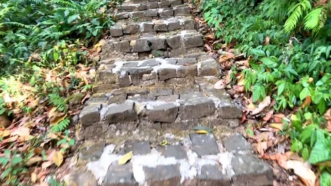 View of stone forest steps surrounded by plants in jungle Stock Footage 126815844