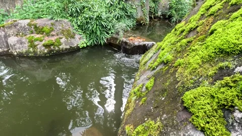 View of a stone with moss with water flowing through it. Stock Footage 253378661