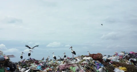 View of stork flock flying above waste dump on bright sky horizon Stock Footage 127287841