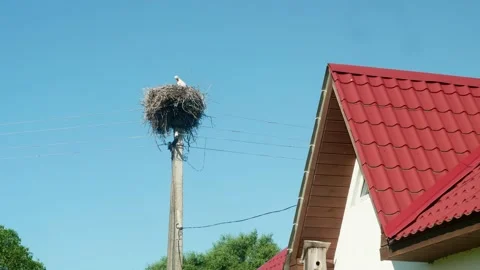 View of stork's nest on utility pole near country house. Clear blue sky at Stock Footage 134571732