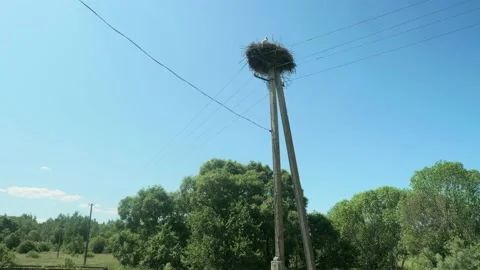 View of stork's nest on utility pole near the forest. Clear blue sky at Stock Footage 134572065