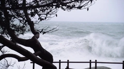 View of the stormy sea through the branches of trees. Watching the storm. The Stock-Footage 124485463